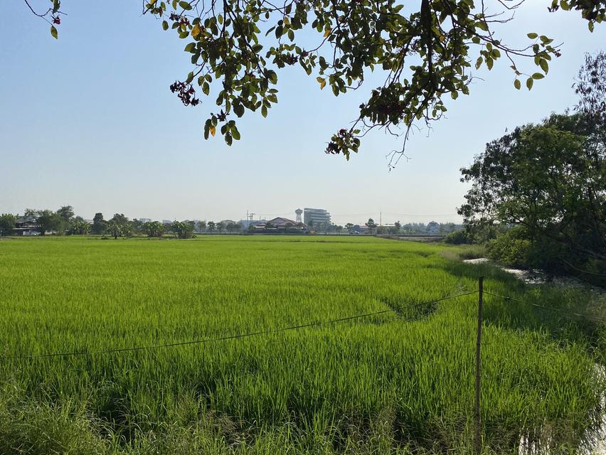 ขายที่ดิน 15-2-37.5 ไร่  หลังเซ็นทรัลศาลายา สามพราน นครปฐม  ที่สวย หน้ากว้าง ติดถนนคอนกรีตกว้าง 6.5 ม.  หลังติดคลอง สะดวก เข้าออกได้หลายทาง ทั้งบรมราช 7