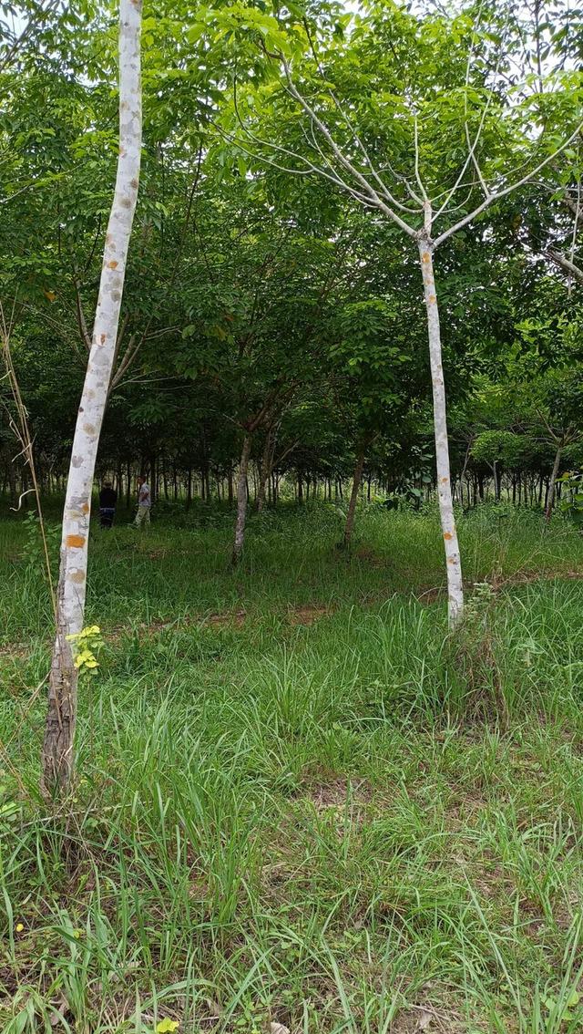 ขายสวนยางพารา 31 ไร่เศษ ทำเลดี พร้อมกรีดขายแล้ว จังหวัดหนองบัวลำภู 7