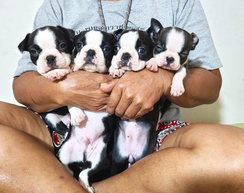 ลูกสุนัข Boston Terrier อ้วนๆ 4