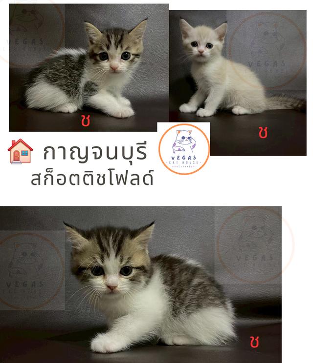 สก็อตติชโฟลด์-ไม่รวมค่าจัดส่ง
