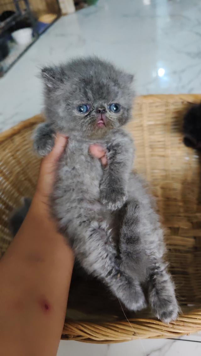 แมวเอ็กโซติกขนยาวแท้ 19