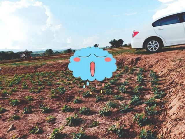 อย่าพลาดดีลเด็ดโปรดี ที่สวยติดแม่น้ำน่าน น้ำใสไหลรินตลอดปี ต.ศรีภูมิ อ.ท่าวังผา จ.น่าน ขาย 800000 วิวดีสวยมาก 0968821857