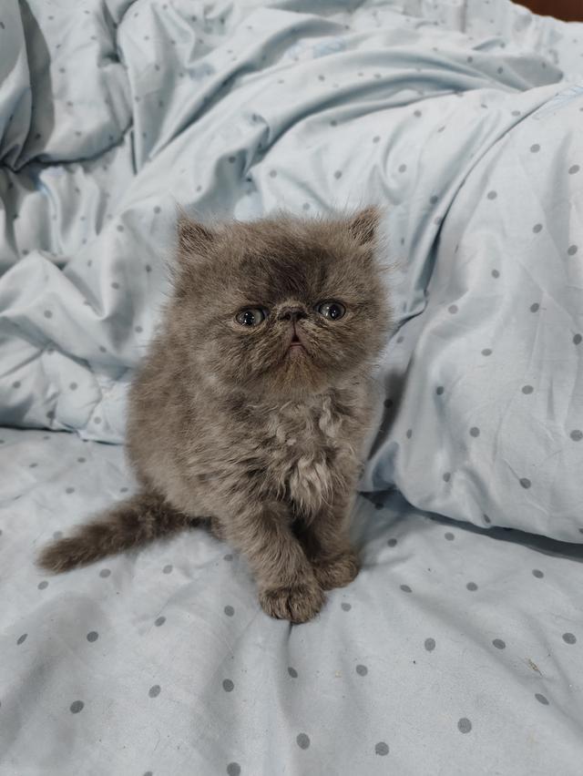 แมวเอ็กโซติกขนยาวแท้