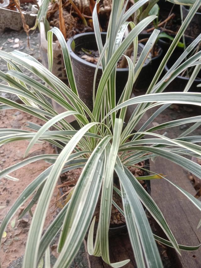 เศรษฐีไซ่ง่อนด่าง ส่งเป็นต้นเพาะชำ 