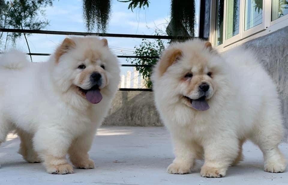 chow chow puppies for Sale รูปที่ 2