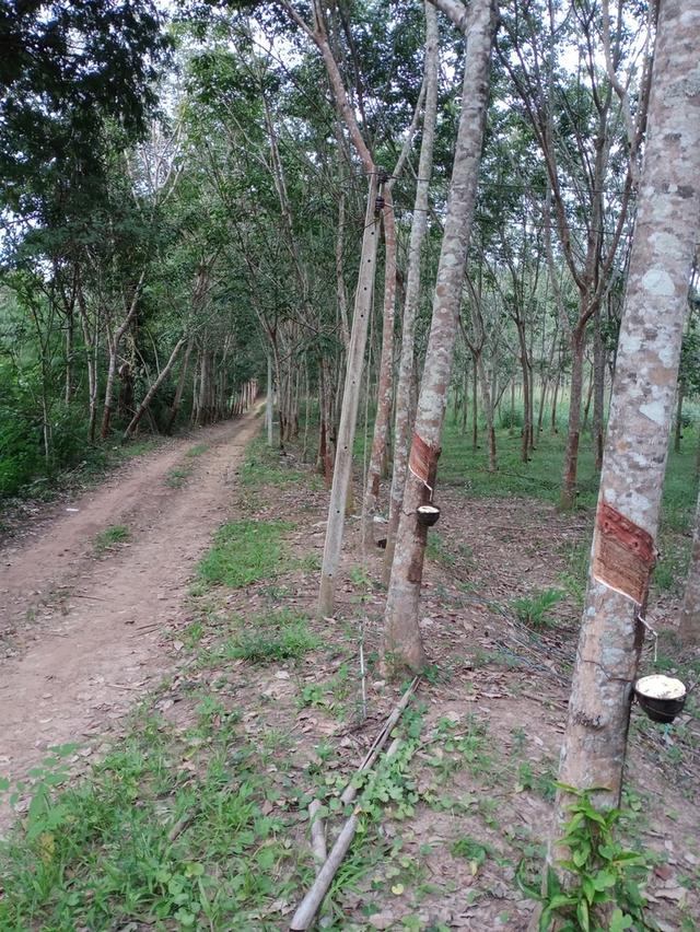 ที่ดิน อ.โป่งน้ำร้อน จ.จันทบุรี 2