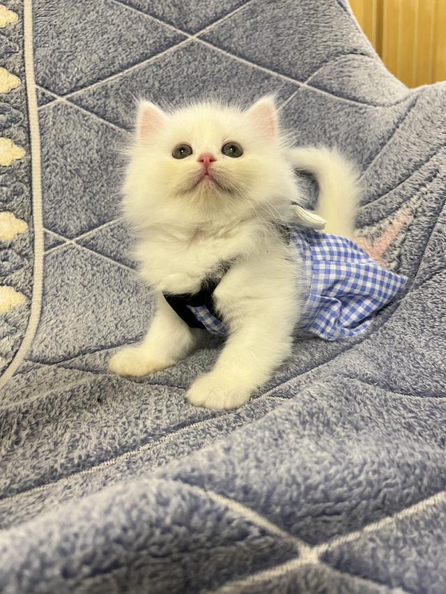 แมวเปอร์เซีย แมวสีขาว 5