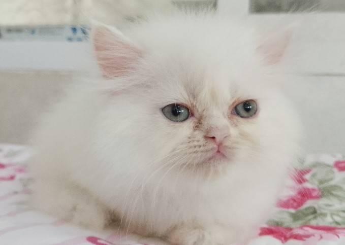 แมวเปอร์เซียเซียน่ารักมากเมีย พระรามสอง เทียนทะเล20 รูปที่ 5