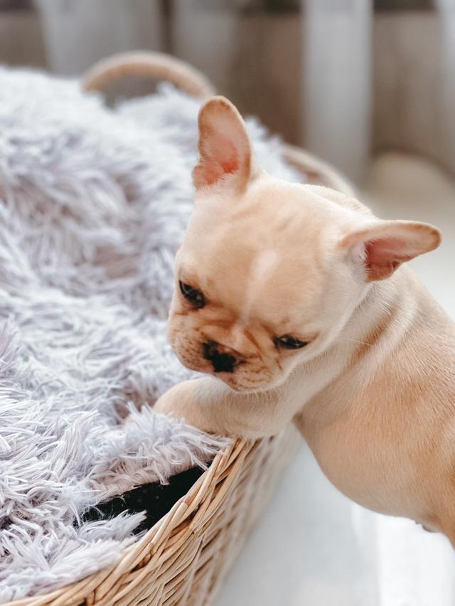 French Bulldog สายเลือดแชมป์ 3