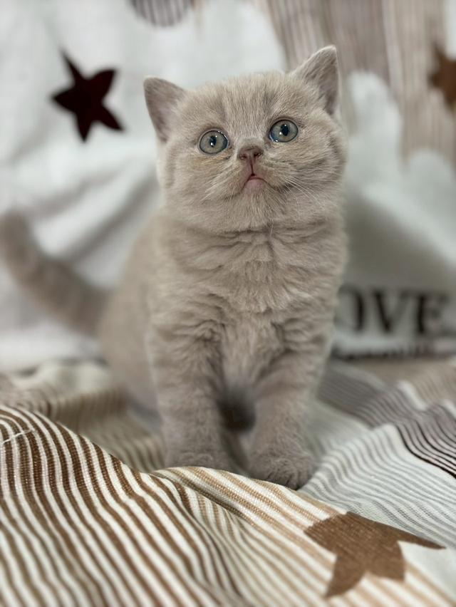 British shothair WCF 7