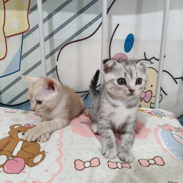สก้อตติชอเมริกันช๊อตแฮร์ รูปที่ 12