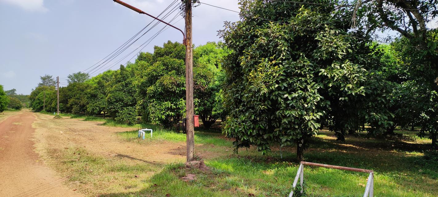 ที่ดินพร้อมบ้านสวนผลไม้ 6