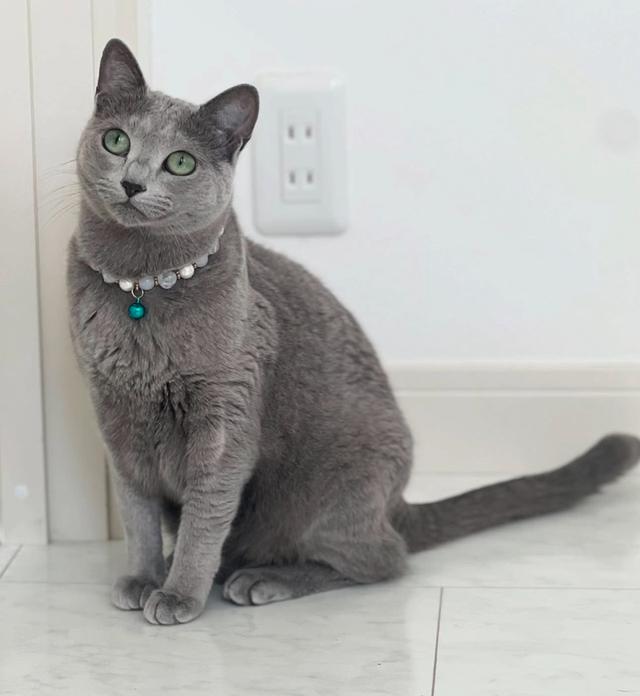 Russian Blue เกรดประกวด ราคาแบ่งปัน