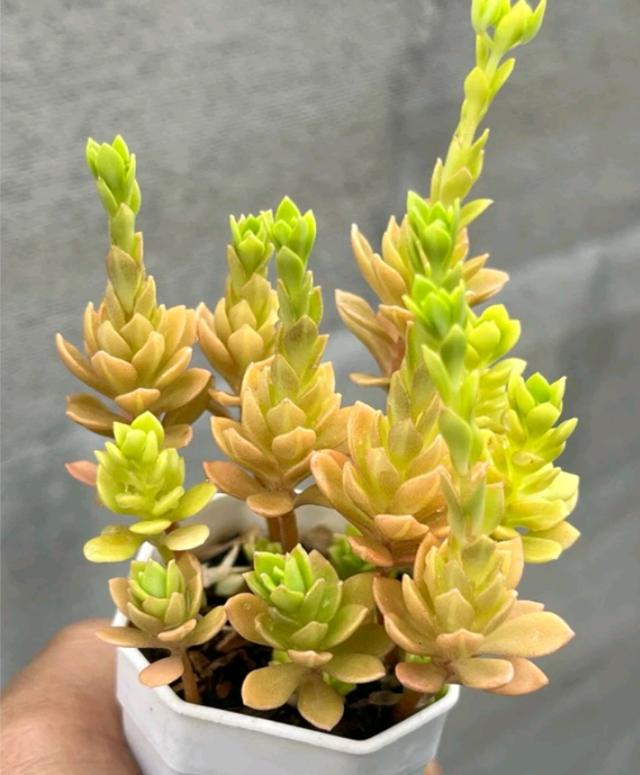 Rose Sedum (กุหลาบหยก) 3