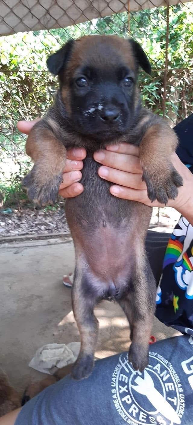 ลูก Belgian Malinois หาบ้าน 3