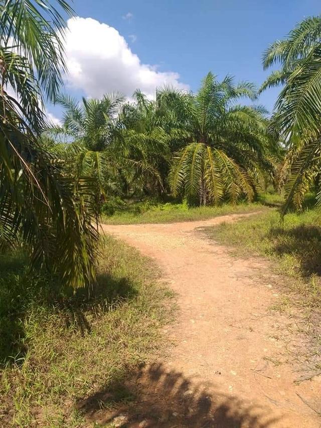 ที่ดิน สวนปาล์มน้ำมัน ต.บางน้ำจืด อ.หลังสวน จ.ชุมพร โฉนด พร้อมโอน 10