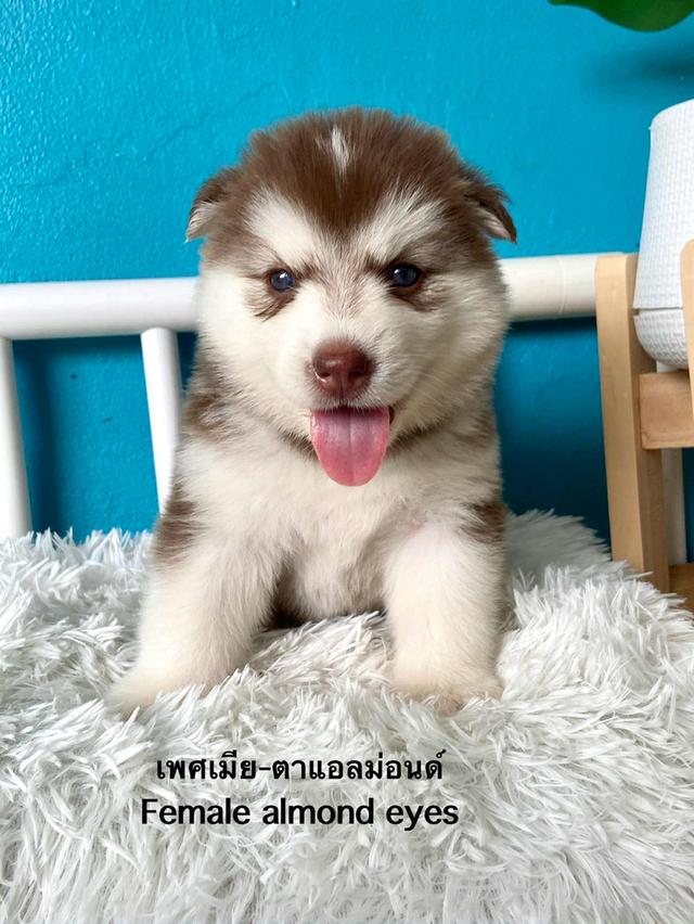 ไซบีเรียเรียนวูดลี่ 4