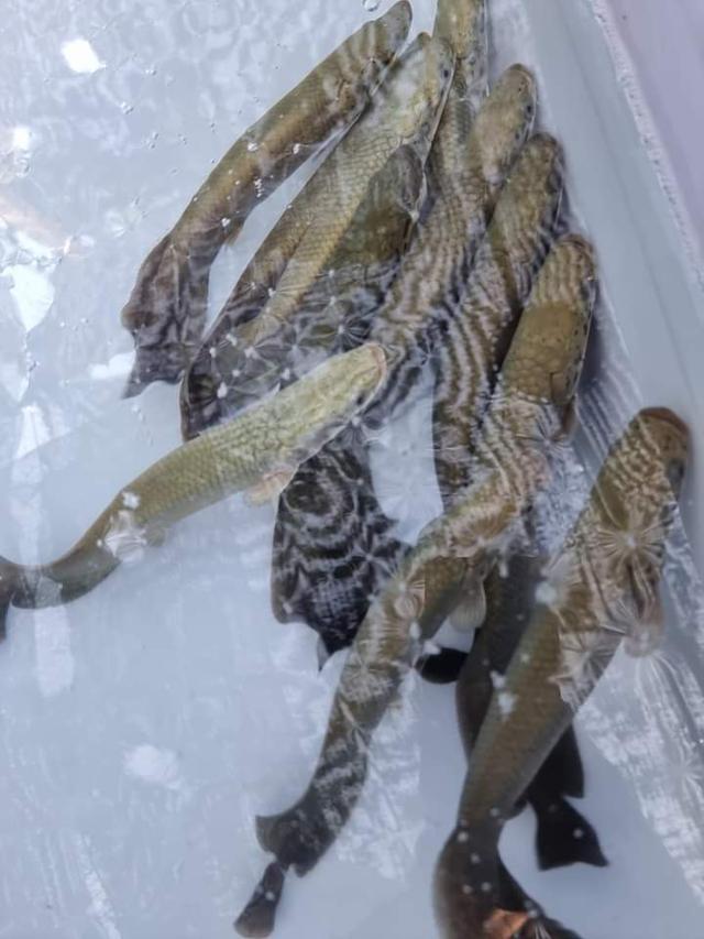 ปลาช่อน​อเมซอน​ 14-17นิ้ว 4