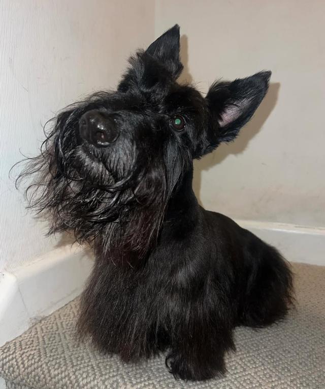 สำหรับขาย สุนัข Scottish Terrier 2