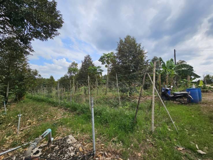 ขายที่ดินพร้อมสวนผลไม้ 5 ไร่  อำเภอนายายอาม จันทบุรี 12