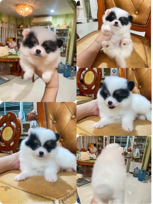 ปอมเมอเรเนียนแท้ พร้อมย้ายบ้าน 8