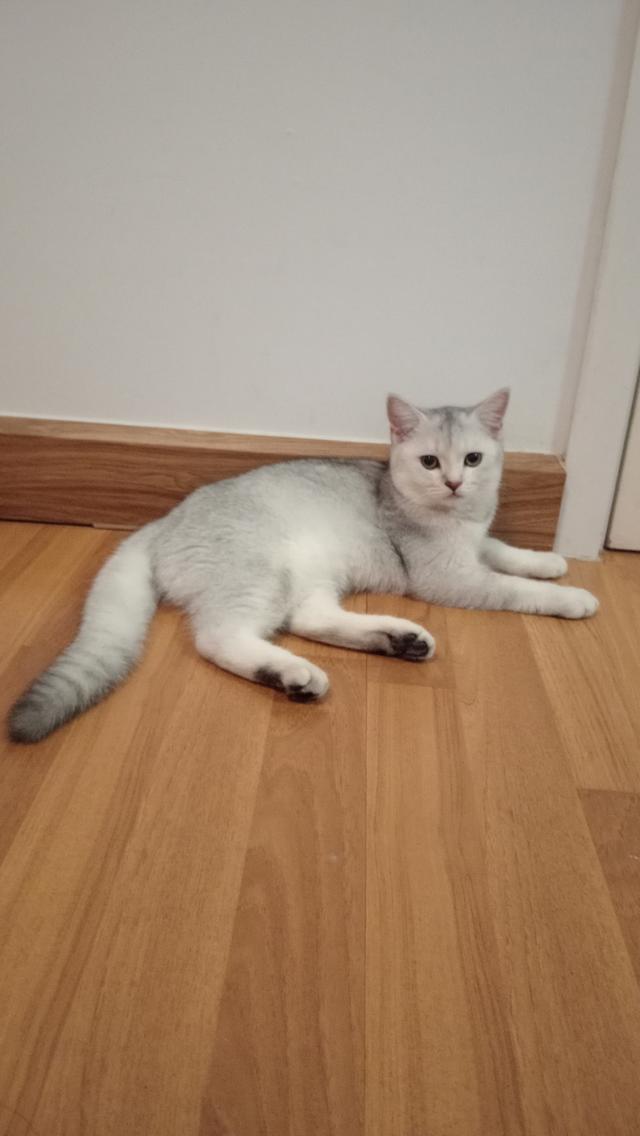 ลูกแมวสก็อตติชโฟล์ด 4 เดือน