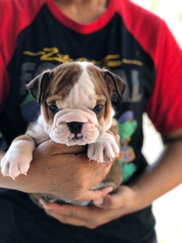 อิงลิชบลูด็อกเพศเมีย