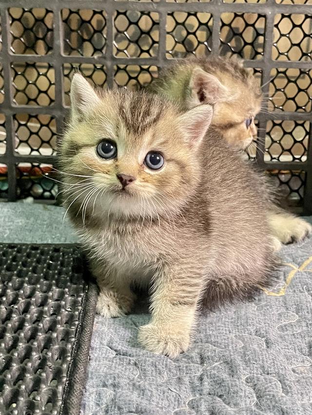 แมวลูกครึ่งบริติช