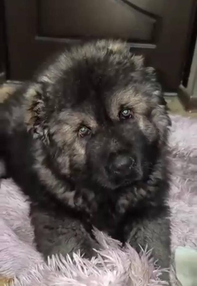 เปิดจองพรีออเดอร์น้องหมาคอเคเซียน เชพเพิร์ด Caucasian Shepherd ลูกนอกนำเข้าจากประเทศอุเบสกีสถาน