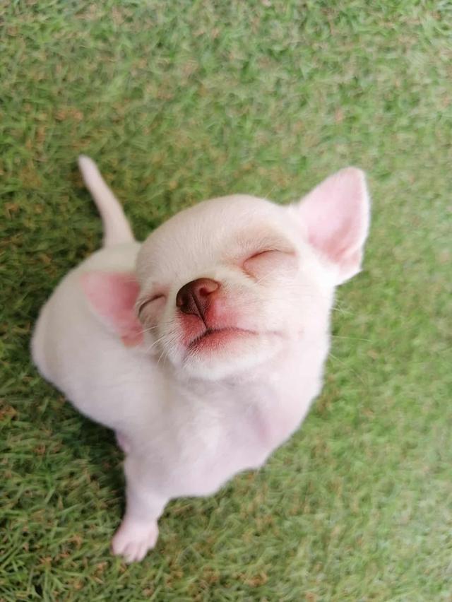 ชิวาว่าเเท้ขนสั้น ญ. 11