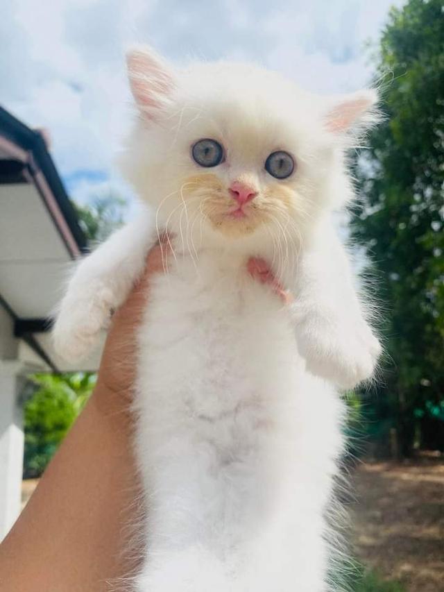 น้องแมวเปอร์เซียสีขาว 3