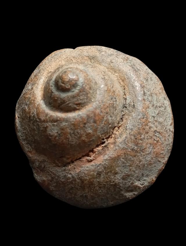 เปิดพระซุ้มกอพิมพ์ก้นหอย กรุวัดพิกุล จ.กำแพงเพชรชอบทำได้ครับ