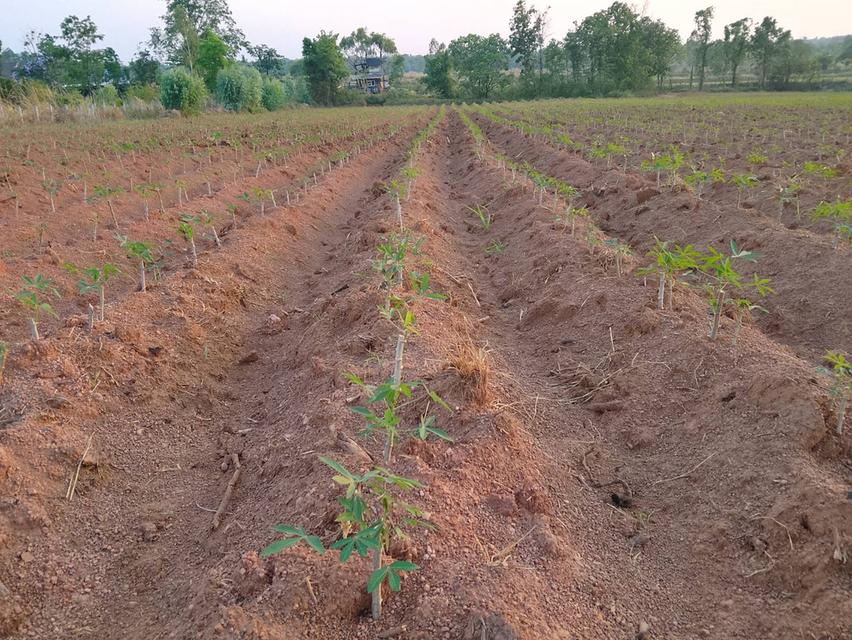 ขายที่ดิน จำนวน 6 ไร่ 3