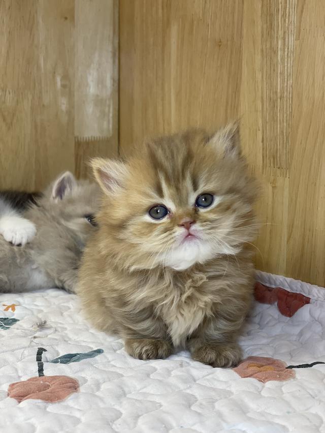 แมวมันช์กิ้น ขาสั้น เพศหญิง รูปที่ 10