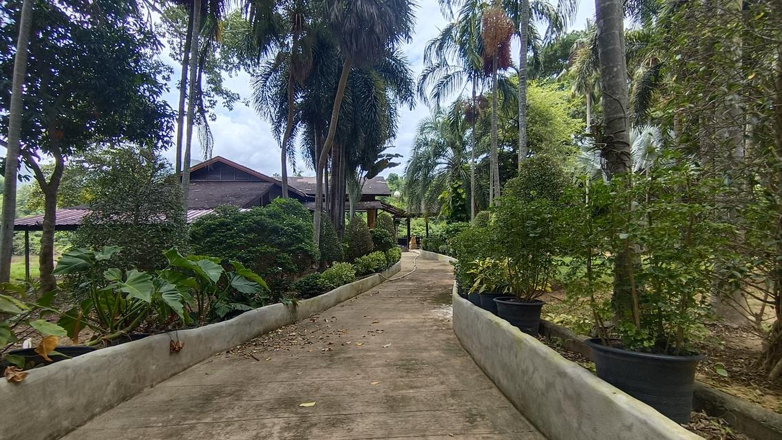 โอกาสทองของนักลงทุน และผู้ที่มองหาที่ดินเพื่อการพักผ่อน ที่ดินวิวภูเขา 12