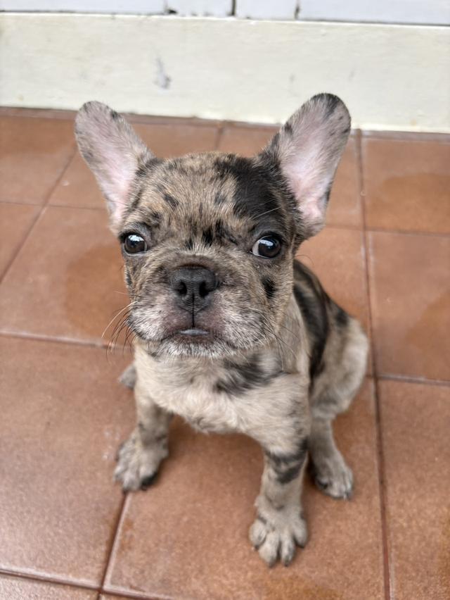 ลูกหมาพันธุ์ French bulldog อายุ2เดือน