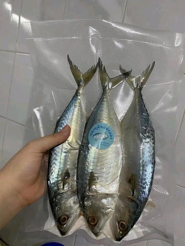 ปลาทูหอม
