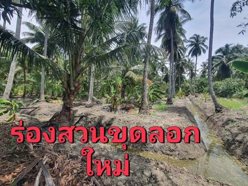 ที่ดินสวนมะพร้าว 35 ไร่ ต.วัดเพลง อ.อัมพวา