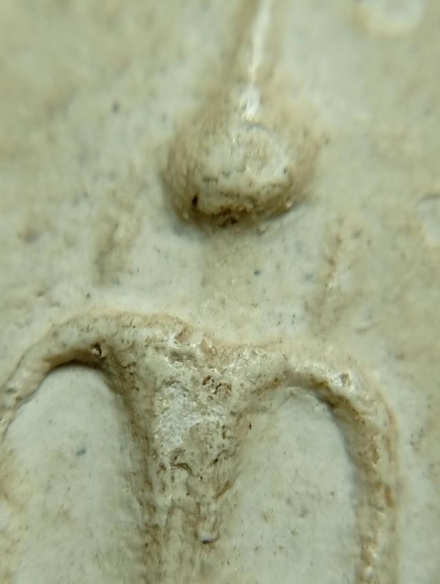 สมเด็จหลวงปู่ภูพิมพ์ 7 ชั้นหูติ่ง 6