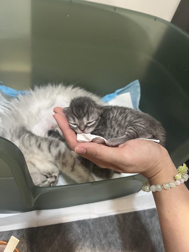 Scottish Fold  สก็อตติชโฟลด์ แท้ ระบบปิดเลี้ยงด้วยรัก รวมวัคซีน ถ่ายพยาธิ หยอดยากันปรสิตและไรหู สมุดวัคซีน รูปที่ 4