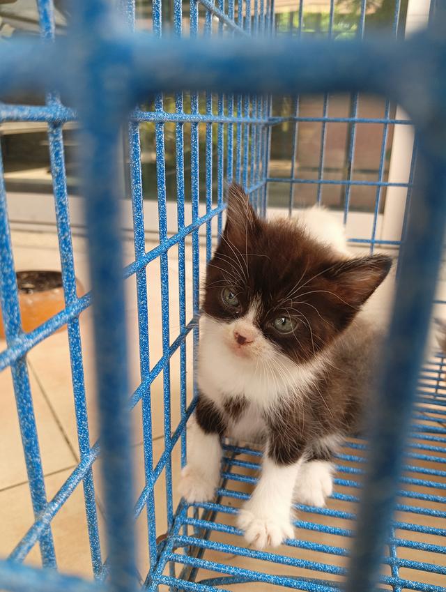 สก็อตติช เพศผู้ น่ารัก รูปที่ 5