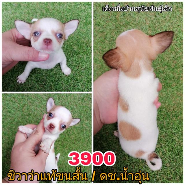 ชิวาว่าเเท้ขนสั้น ขนยาว พร้อมย้าย 7