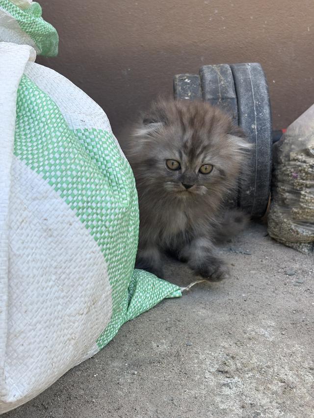 น้องแมวเปอร์เซียผสมสก๊อตติช 2000❗️ 3