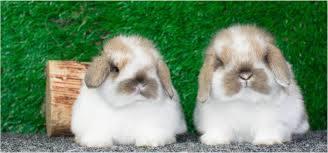 French Lop 3