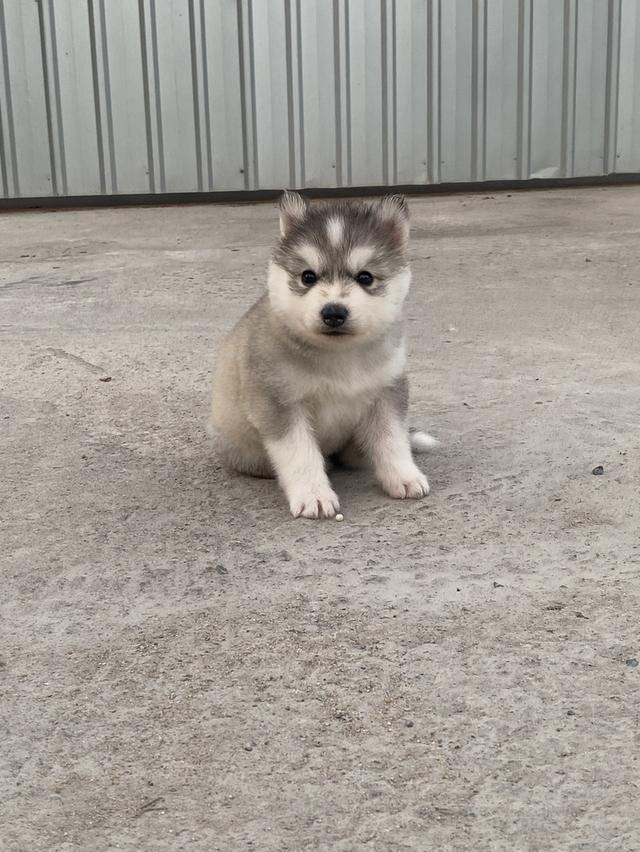 ไซบีเรียน เพศเมีย อายุ35วัน