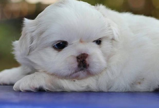 ขายลูกสุนัข Pekingese สีขาว 4