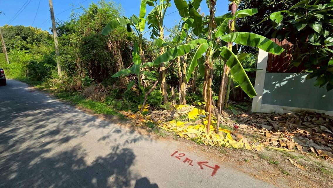 ขายด่วนที่ดินพุทธมณฑลสาย 3 เนื้อที่ 57 ตรว ติดถนนลาดยาง ซ.19 แยก 16  เขตตลิ่งชัน กทม. 3