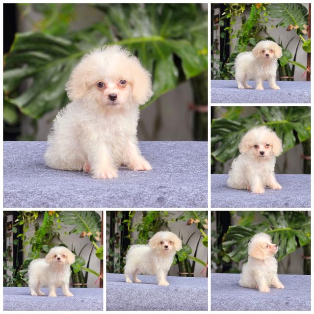 พุดเดิ้ลแท้เพศผู้