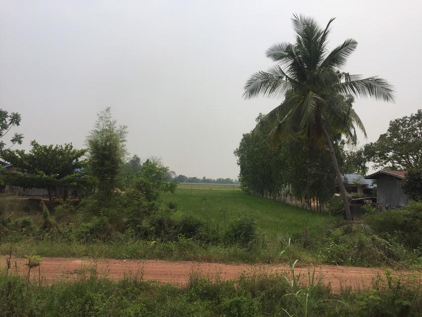 Land for sale 2 Rai Phitsanulok  	near Central Phitsanulok	Price: 6.0 million baht 3