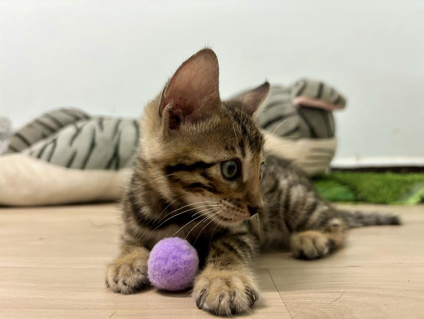 แมวเบงกอล 2